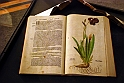 Museo Di Scienze Naturali - Le iris tra botanica e storia 09